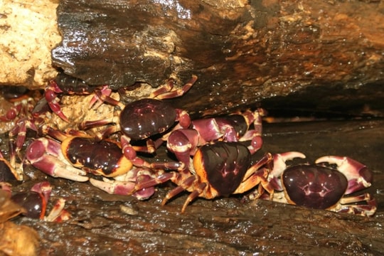 Đưa loài cấm đánh bắt vào bể nuôi, dân đảo thu trăm triệu đồng mỗi năm