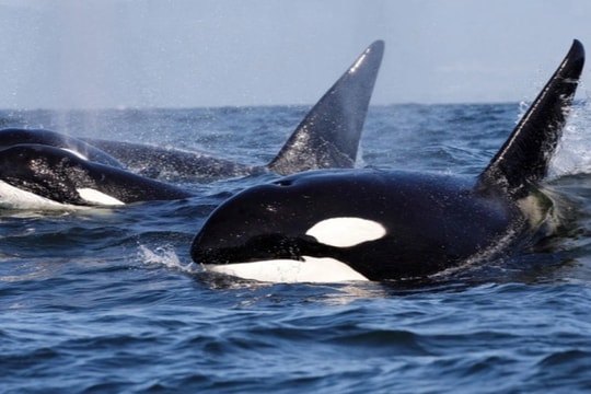 Cá voi sát thủ lao vào tấn công, một du thuyền bị đánh chìm xuống biển