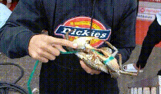 VIDEO: Tuyệt chiêu chọn cua biển Cà Mau "bao ngon"