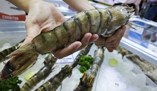 Trung Quốc ồ ạt mua tôm Việt, lần đầu soán vị trí nhập khẩu số 1 từ Mỹ