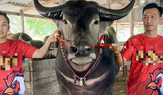 Anh nông dân có con trâu "khủng", đại gia vác 4,5 tỷ đồng trả tại chỗ