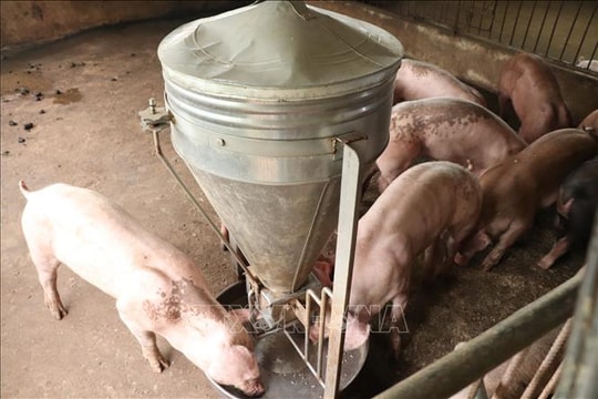 An Giang tăng kiểm soát dịch tả lợn châu Phi