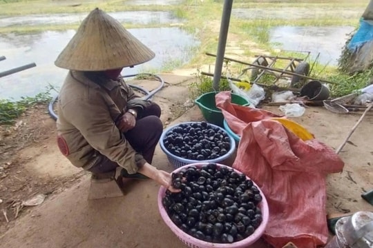 Nuôi ốc bươu giúp nông dân xứ Nghệ đổi đời, thu nhập tiền tỷ