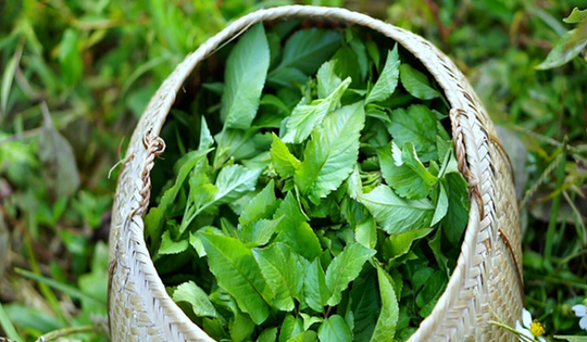 Loại cây là "kẻ thù nhà nông" ở quê thấy nhổ bỏ, nay thế giới lại đánh giá cao