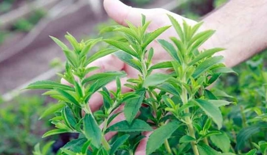 Loại thực vật ngọt hơn đường gấp 200 -300 lần nhưng lại rất tốt cho sức khỏe