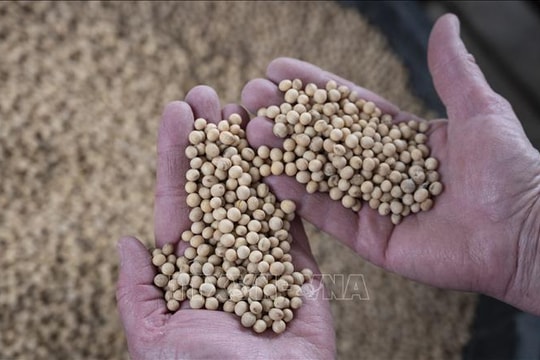Thị trường nông sản: Trung Quốc ngừng mua đậu tương Mỹ
