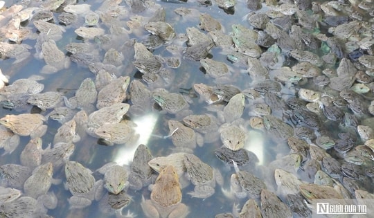 Nuôi con ngồi “chồm hổm”, lão nông lãi hơn nửa tỷ mỗi năm