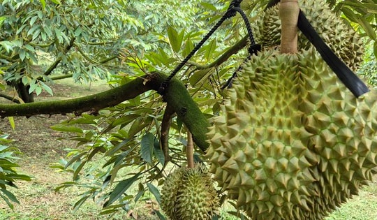 Giá "sầu riêng VIP" lên tới 115.000 đồng/kg, hàng lỗi chỉ 20.000 đồng