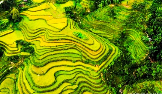 Mùa vàng Hoàng Su Phì bình yên giữa non cao Tây Côn Lĩnh