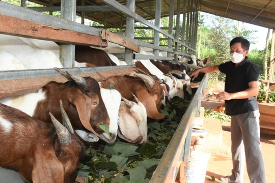 Nhiều mô hình thoát nghèo bền vững ở Quảng Trị