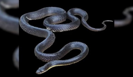 Người đàn ông say rượu nguy kịch sau khi cắn đứt đầu con rắn độc