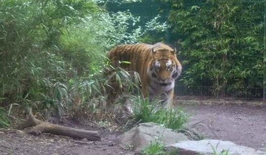 Người đàn ông bị hổ dữ vồ tử vong khi đi vệ sinh ngoài cánh đồng