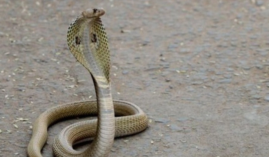 Đang chơi ngoài sân, thấy rắn hổ mang cậu bé 1 tuổi làm một việc khiến cả làng sửng sốt