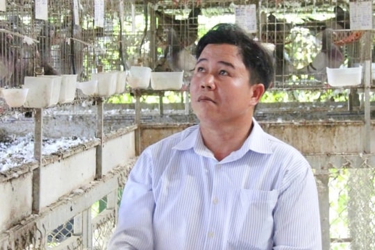 Thử sức với giống chim ngoại, nhẹ nhàng "bỏ túi" hơn 20 triệu đồng/tháng