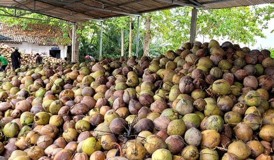 Dừa khô tăng giá kỷ lục