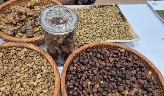 Giá cà phê hôm nay 21-9: Chạm đáy tuần, xuất khẩu cà phê sang Mỹ tăng đột biến