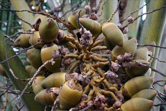 Cây dừa giúp nông dân thoát nghèo, vươn lên từ đất mặn