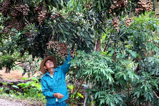 Nông nghiệp hữu cơ Hưng Yên tự tin bước ra thị trường lớn