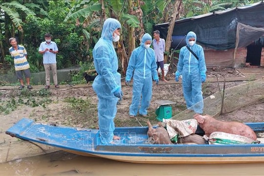Cà Mau khẩn trương khoanh vùng, dập dịch tả lợn châu Phi