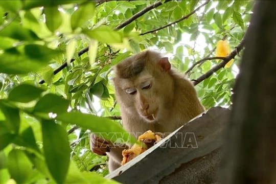 Bắt con khỉ xổng chuồng tấn công 3 người bị thương