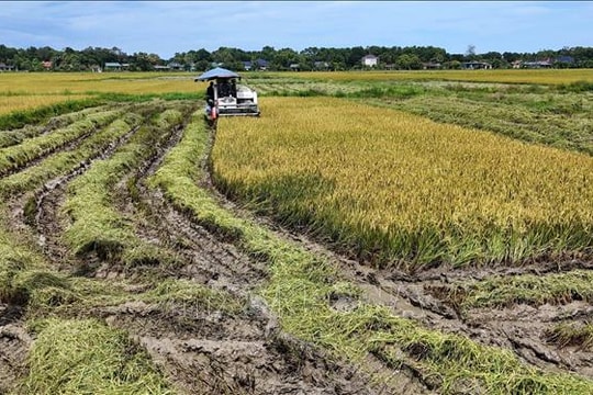 Ứng phó bão số 9: Huy động mọi lực lượng khẩn trương thu hoạch lúa vụ Mùa