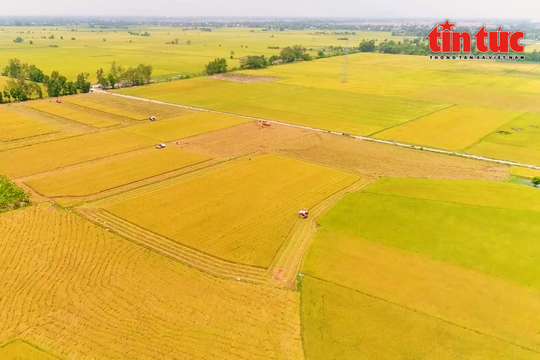 Phát triển nông nghiệp bền vững với đề án 1 triệu ha lúa chất lượng cao