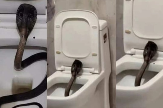 Rắn hổ mang dài 1,5m chui vào bồn cầu khách sạn Ấn Độ, du khách hoảng loạn
