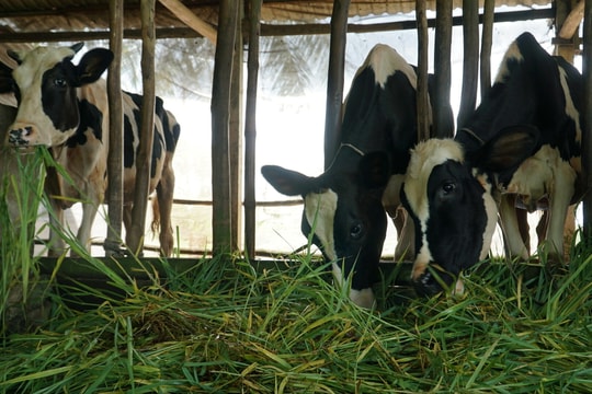 Chăn nuôi bò sữa sụt giảm