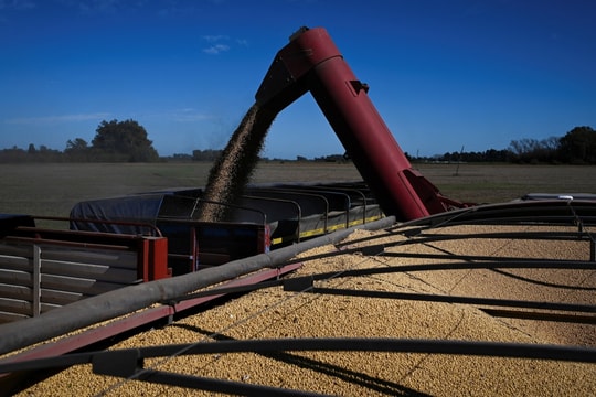 Trung Quốc mua đậu tương Argentina thay hàng Mỹ