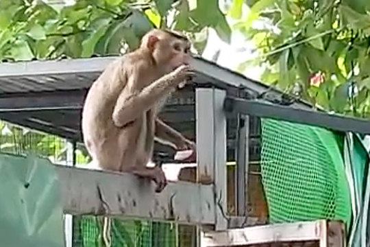 Khỉ xổng chuồng cắn 3 người bị thương ở TP HCM