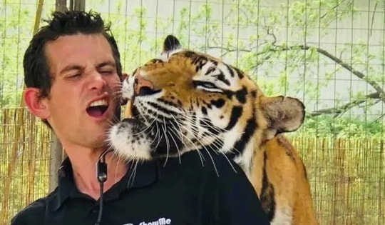 Hổ tấn công người huấn luyện đến chết