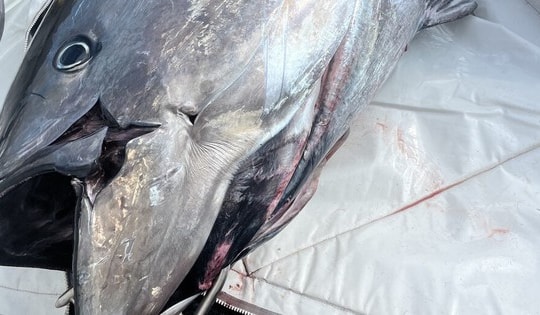 Cần thủ câu được con cá khổng lồ nặng 453kg trên biển