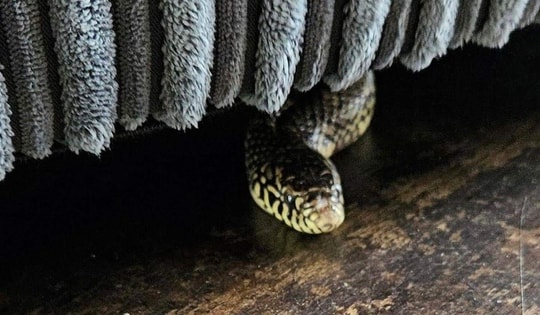 Người phụ nữ bị gia đình chồng nhốt vào phòng, thả rắn cắn