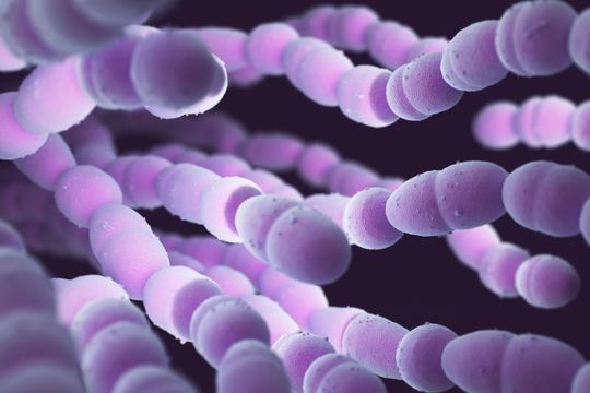 Bệnh do phế cầu khuẩn: Hiểu đúng để phòng và trị