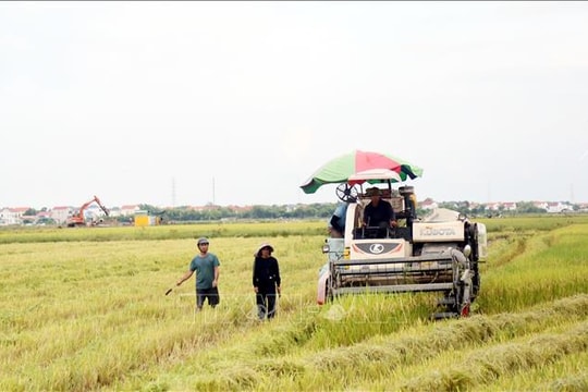 Ứng phó bão số 9: Quảng Trị khẩn trương thu hoạch lúa theo phương châm 'xanh nhà hơn già đồng'