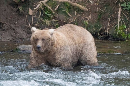 Cuộc thi 'gấu nào béo nhất' ở công viên quốc gia Mỹ
