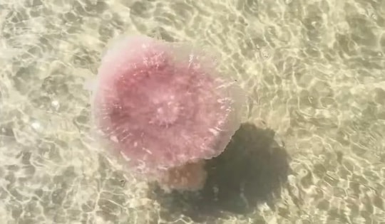 Phát hiện "quái vật" khổng lồ trên bãi biển, săn mồi theo cách đáng sợ