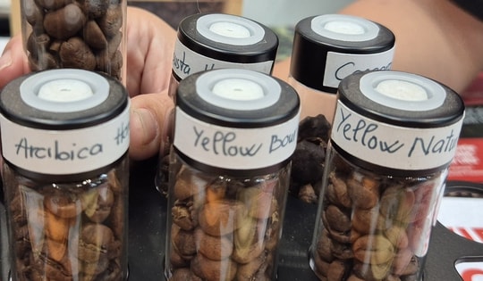 Giá cà phê hôm nay 24-9: Giảm rất mạnh