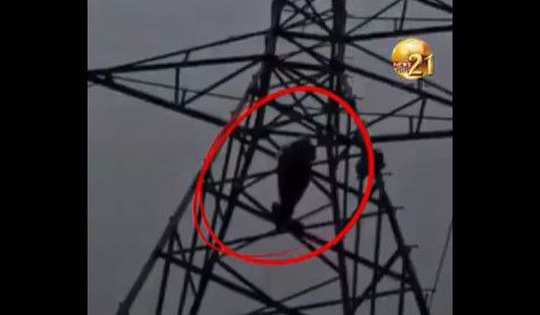 Nam thanh niên trèo lên cột điện la hét vì bạn gái sắp kết hôn với người khác