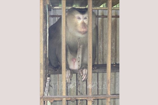 Người dân Quảng Trị bàn giao một cá thể khỉ đuôi lợn