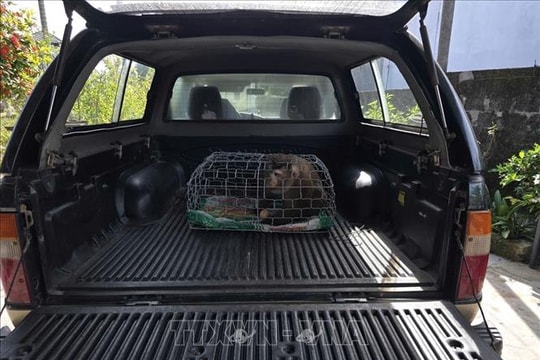 Hàng chục cá thể động vật hoang dã được thả về rừng