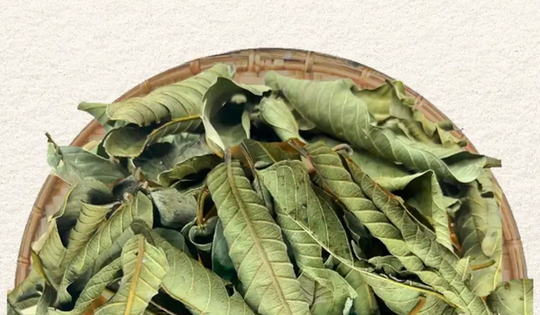 Đừng chỉ ăn quả, lá loại cây này quý như "nhân sâm của người nghèo", nhiều người không biết thường bỏ phí