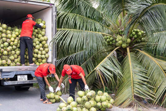 Nước nào nhập khẩu dừa Việt Nam nhiều nhất?