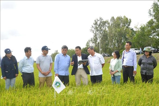 Công nghệ tưới tích hợp AI mở đường cho Đề án 1 triệu ha lúa phát thải thấp​