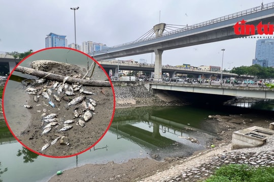 Sông Tô Lịch cạn thấy đáy, xác cá chết bốc mùi