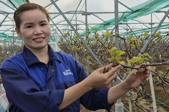 Nữ nông dân bắt đất cát pha “đẻ” ra tiền