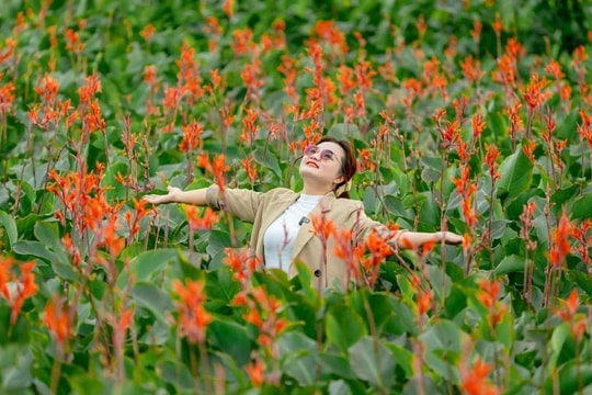 Hoa dong riềng nở rộ trên núi lửa triệu năm, hút khách đến Gia Lai check-in