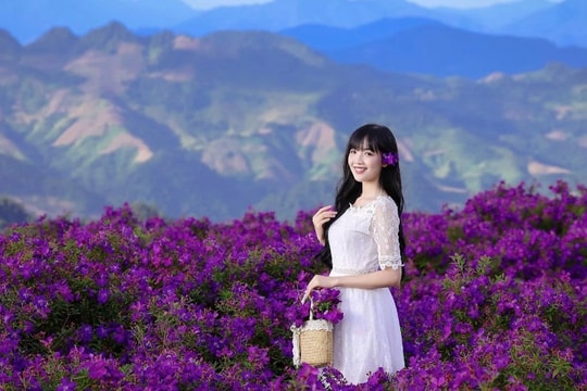 Du lịch Mộc Châu, khách mê mẩn chụp ảnh, săn mây ở đồi sim