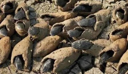 Loài cá duy nhất trên thế giới có thể sống vài năm không cần nước, không ăn vẫn sống khỏe