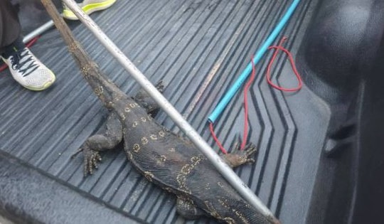 Đang ở trong nhà hàng, thực khách la hét khi chứng kiến cảnh tượng "nổi da gà"